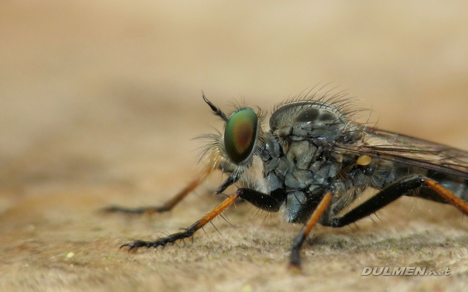 Common Awl Robberfly (Neoitamus cyanurus)